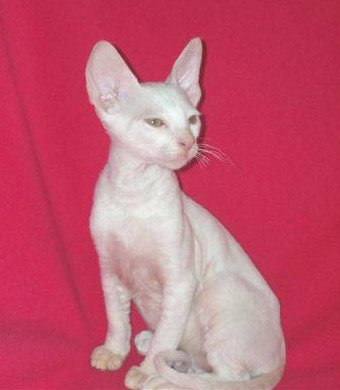 корниш-рекс и канадский сфинкс котята
