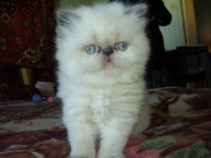 Элитные персидские и экзотические котята