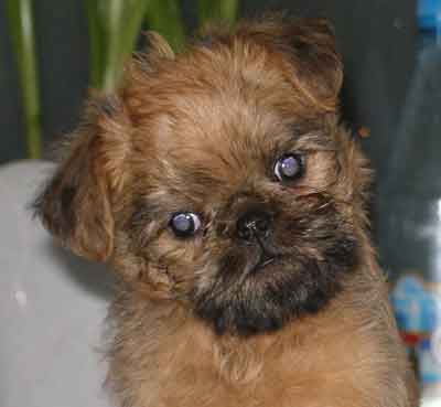GRIFFON BRUXELLOIS - PUPPIES