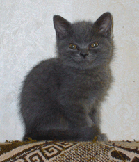 Элитные британские кошечки.