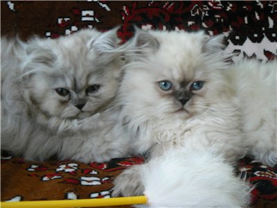 Персидские котят