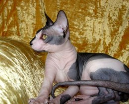 Кот Канадский сфинкс ВЯЗКА!