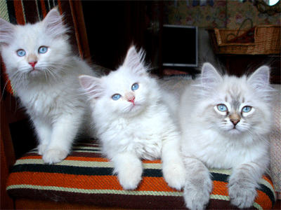 Сибирские и невские-маскарадные котята