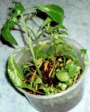 Salvia Divinorium Продам Черенки
