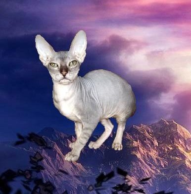 Донской сфинкс и  Британские и вислоухие  котята