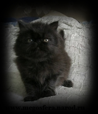 Котята - персы и экзоты