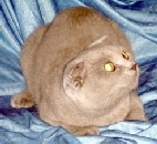 Шотландские кошечки, срочно