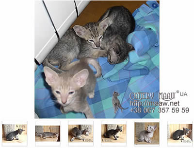 Ориентальные котята от Maaw.