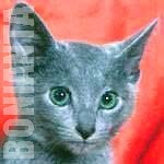 Котята породы русская голубая