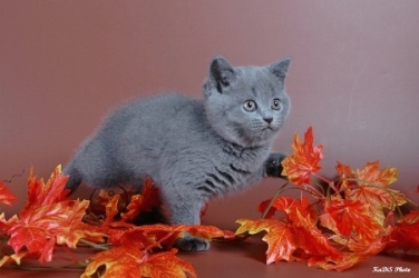 Британские котята из питомника ELITE GARSIA