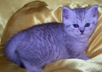 Продаются клубные Британские котята, окраса серебристый тебби (Вискас)