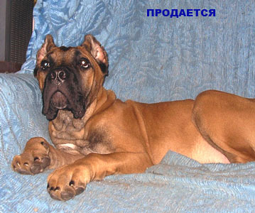 Кане корсо щенки из питомника РКФ
