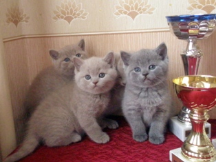 Питомник британских и шотландских вислоухих кошек ELITE GARSIA