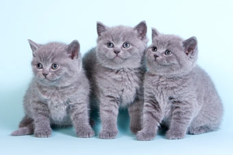 Голубые британские котята.  Вязки