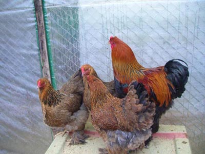 Брама куропатчатая. Куры, цыплята, инкубационное яйцо. Продаю.
