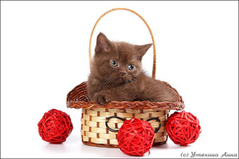 Британские котята  . Вязки