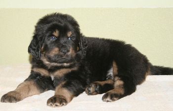Тибетский мастиф
