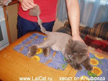 Стрижка котов и кошек