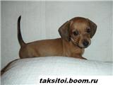Самая маленькая такса