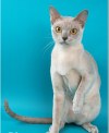 Бурманские котята