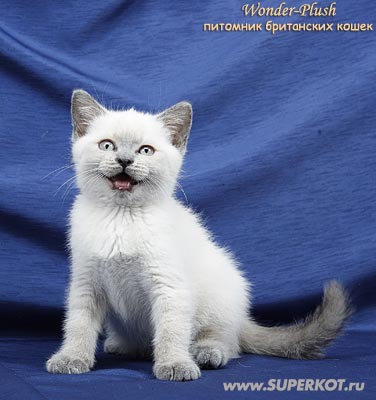 Британские  котята голубого, шоколадного, лилового окрасов, а так же редкий окрас БЛЮ-ПОИНТ
