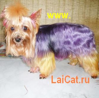 Стрижка ,окрашивание собак, кошек