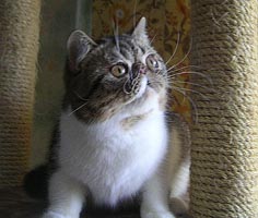 Экзотический котик