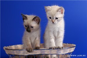 Тайские котята из питомника "Аленький цветочек"