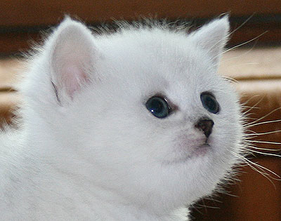 Британские котята, вислоухие котята Окрасов: Серебристые - полосатые и пятнистые