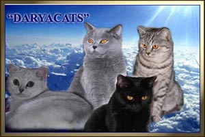 Британские и шотландские вислоухие котята из питомника Daryacats