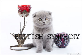 Продаются шотландские вислоухие и британские котята из питомника "BRITISH SYMPHONY"