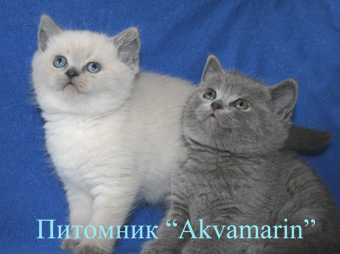 Британские котята продажа. Продажа британских котят.