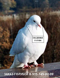 Свадебные белые голуби - всего 1000 рублей пара. Запуск, выпуск, заказ, доставка голубей на свадьбу в Москве.