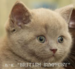 Британские котята из  питомника  "BRITISH SYMPHONY"
