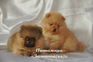 Шпиц миниатюрный немецкий (померанский)  щенки