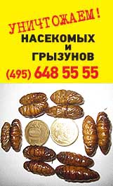 Уничтожение клопов быстро - наши гарантии. Москва