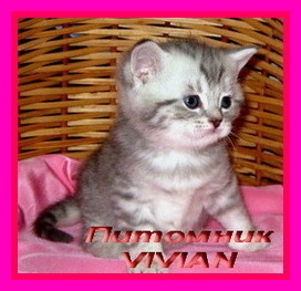 Британские котята вискас  из питомника VIVIAN.