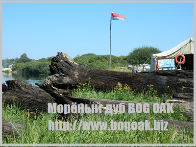Шпон натурального морёного дуба, Bog Oak veneer