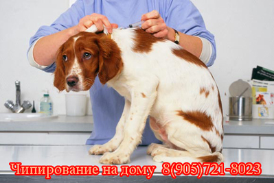 Чипирование животных на дому. Москва и область