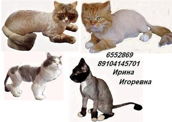 Стрижка  котов и кошек (без наркоза) т. 6552869