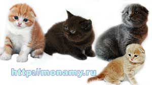 Британские котята, Вислоухие котята и Хайленд-фолд (вислоухие с удлиненной шелковой шерсткой)