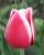 Букеты тюльпанов, геацинтов к 8 Марта, оптом.